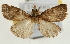  (Bostra indicator - Pyr002026)  @12 [ ] Copyright (2010) Unspecified Northwest Agriculture and Forest University