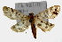  (Polygrammodes sp. 1ZY - Pyr000046)  @14 [ ] Copyright (2010) Unspecified Northwest Agriculture and Forest University