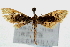  (Polygrammodes sp. 2ZY - Pyr000051)  @13 [ ] Copyright (2010) Unspecified Northwest Agriculture and Forest University