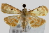  (Notarcha aurolinealis - Pyr000059)  @14 [ ] Copyright (2010) Unspecified Northwest Agriculture and Forest University