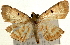  ( - Pyr000114)  @11 [ ] Copyright (2010) Unspecified Northwest Agriculture and Forest University