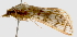  ( - Pyr000182)  @11 [ ] Copyright (2010) Unspecified Northwest Agriculture and Forest University
