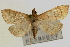  ( - Pyr000306)  @11 [ ] Copyright (2010) Unspecified Northwest Agriculture and Forest University