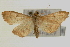  ( - Pyr000308)  @11 [ ] Copyright (2010) Unspecified Northwest Agriculture and Forest University