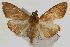  (Hyalobathra illectalis - Pyr000347)  @14 [ ] Copyright (2010) Unspecified Northwest Agriculture and Forest University