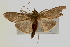  (Paranomis sidemialis - Pyr000351)  @13 [ ] Copyright (2010) Unspecified Northwest Agriculture and Forest University