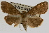  ( - Pyr000362)  @11 [ ] Copyright (2010) Unspecified Northwest Agriculture and Forest University