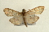  (Pleuroptya sp. 5 ZY - Pyr000418)  @14 [ ] Copyright (2010) Unspecified Northwest Agriculture and Forest University
