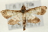  (Cnaphalocrocis trebiusalis - Pyr000868)  @14 [ ] Copyright (2010) Unspecified Northwest Agriculture and Forest University