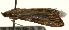  ( - Pyr000886)  @11 [ ] Copyright (2010) Unspecified Northwest Agriculture and Forest University