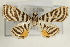  (Dichocrocis rigidalis - Pyr000533)  @13 [ ] Copyright (2010) Unspecified Northwest Agriculture and Forest University