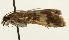  ( - Pyr000987)  @11 [ ] Copyright (2010) Unspecified Northwest Agriculture and Forest University