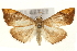  (Hyalobathra coenostolalis - Pyr001006)  @15 [ ] Copyright (2010) Unspecified Northwest Agriculture and Forest University