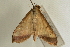  (Sinibotys hoenei - Pyr000676)  @11 [ ] Copyright (2010) Unspecified Northwest Agriculture and Forest University