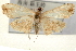  (Hyalobathra sp. 2CNPYD - Pyr001018)  @13 [ ] Copyright (2010) Unspecified Northwest Agriculture and Forest University