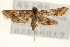  ( - Pyr001036)  @12 [ ] Copyright (2010) Unspecified Northwest Agriculture and Forest University