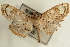  ( - Pyr000702)  @11 [ ] Copyright (2010) Unspecified Northwest Agriculture and Forest University