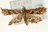  ( - Pyr001038)  @12 [ ] Copyright (2010) Unspecified Northwest Agriculture and Forest University