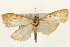  ( - Pyr001076)  @13 [ ] Copyright (2010) Unspecified Northwest Agriculture and Forest University