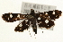  ( - Pyr000784)  @13 [ ] Copyright (2010) Unspecified Northwest Agriculture and Forest University