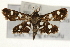  ( - Pyr000786)  @14 [ ] Copyright (2010) Unspecified Northwest Agriculture and Forest University