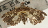  ( - Pyr001162)  @13 [ ] Copyright (2010) Unspecified Northwest Agriculture and Forest University