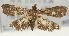  ( - Pyr001165)  @12 [ ] Copyright (2010) Unspecified Northwest Agriculture and Forest University