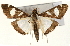  (Glyphodes actorionalis - Pyr001194)  @14 [ ] Copyright (2010) Unspecified Northwest Agriculture and Forest University