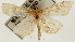  ( - Pyr001329)  @11 [ ] Copyright (2010) Unspecified Northwest Agriculture and Forest University