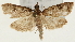  (Udea sp. 3 ZY - Pyr001354)  @14 [ ] Copyright (2010) Unspecified Northwest Agriculture and Forest University