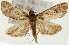  (Udea sp. 4 ZY - Pyr001355)  @14 [ ] Copyright (2010) Unspecified Northwest Agriculture and Forest University