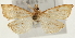  (Udea exigualis - Pyr001361)  @14 [ ] Copyright (2010) Unspecified Northwest Agriculture and Forest University