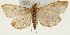  (Udea lugubralis - Pyr001368)  @14 [ ] Copyright (2010) Unspecified Northwest Agriculture and Forest University