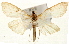  (Paratalanta maximalis - Pyr001457)  @14 [ ] Copyright (2010) Unspecified Northwest Agriculture and Forest University
