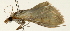  (Paratalanta furcata - Pyr001459)  @13 [ ] Copyright (2010) Unspecified Northwest Agriculture and Forest University