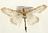 (Paratalanta cultralis - Pyr001463)  @14 [ ] Copyright (2010) Unspecified Northwest Agriculture and Forest University