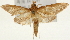 (Circobotys nr. occultilinea - Pyr001570)  @14 [ ] Copyright (2010) Unspecified Northwest Agriculture and Forest University