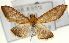  (Circobotys heterogenalis - Pyr001587)  @14 [ ] Copyright (2010) Unspecified Northwest Agriculture and Forest University