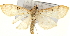  (Polygrammodes sp. 1 ZY - Pyr001653)  @14 [ ] Copyright (2010) Unspecified Northwest Agriculture and Forest University
