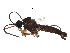  ( - BIOUG16231-E05)  @11 [ ] CreativeCommons - Attribution (2017) CBG Photography Group Centre for Biodiversity Genomics