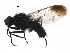  ( - BIOUG16497-F07)  @14 [ ] CreativeCommons - Attribution (2015) CBG Photography Group Centre for Biodiversity Genomics
