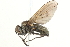  (Spilogona melanosoma - BIOUG15882-G08)  @15 [ ] CreativeCommons - Attribution (2015) CBG Photography Group Centre for Biodiversity Genomics