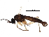  ( - BIOUG16539-B03)  @11 [ ] CreativeCommons - Attribution (2017) CBG Photography Group Centre for Biodiversity Genomics