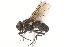  (Spilogona zaitzevi - BIOUG16667-A11)  @15 [ ] CreativeCommons - Attribution (2015) CBG Photography Group Centre for Biodiversity Genomics
