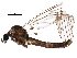  (Symplecta hybrida - BIOUG16725-E08)  @14 [ ] CreativeCommons - Attribution (2015) CBG Photography Group Centre for Biodiversity Genomics