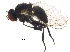  (Nemorimyza - BIOUG21404-F10)  @15 [ ] CreativeCommons - Attribution (2015) CBG Photography Group Centre for Biodiversity Genomics