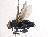 ( - BIOUG03098-A05)  @13 [ ] CreativeCommons - Attribution (2012) CBG Photography Group Centre for Biodiversity Genomics