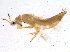  ( - BIOUG03022-A05)  @13 [ ] CreativeCommons - Attribution (2014) CBG Photography Group Centre for Biodiversity Genomics