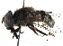  ( - BIOUG03165-D06)  @14 [ ] CreativeCommons - Attribution (2016) CBG Photography Group Centre for Biodiversity Genomics