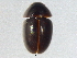  (Acylomus - BIOUG03006-F05)  @14 [ ] CreativeCommons - Attribution (2012) CBG Photography Group Centre for Biodiversity Genomics